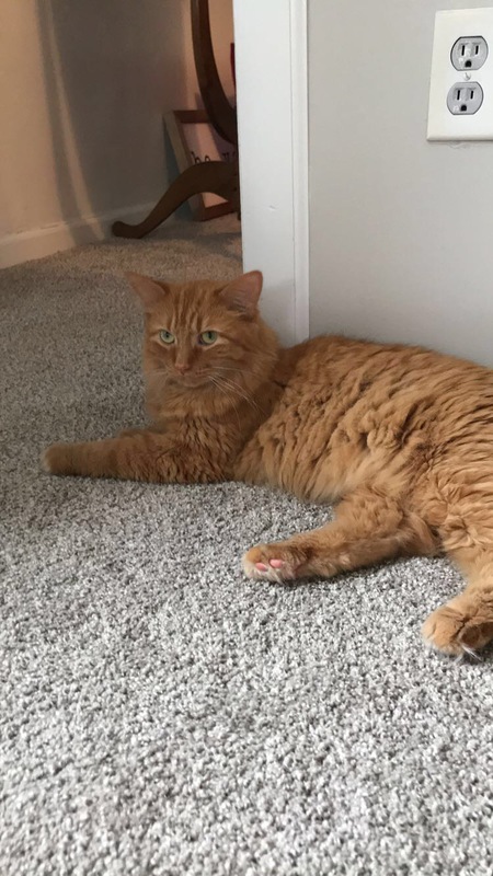 Entry image for Opie. Clicking this image will show a larger photo