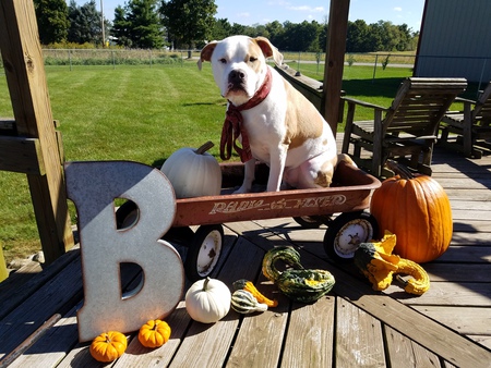 Entry image for Brody. Clicking this image will show a larger photo