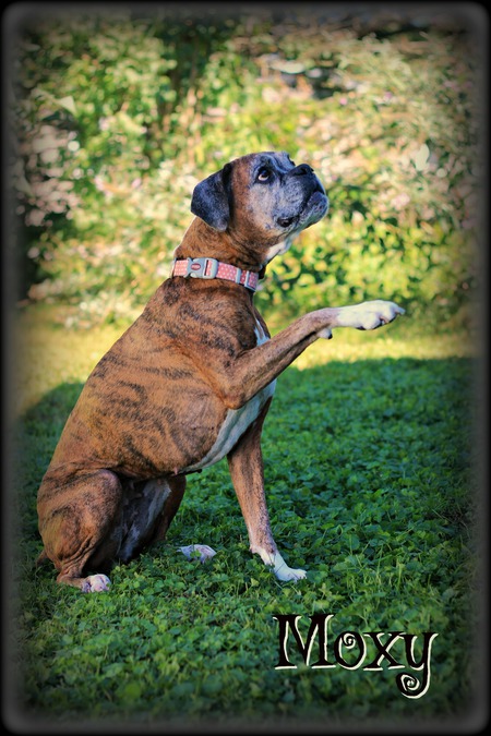 Entry image for Moxy. Clicking this image will show a larger photo