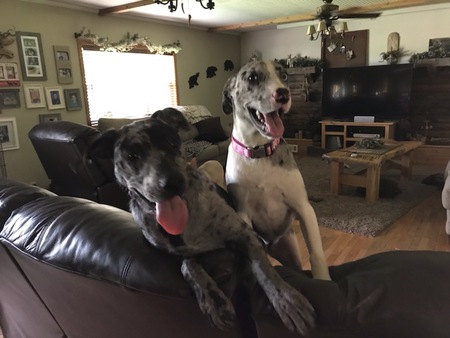 Entry image for Olivia and Luna. Clicking this image will show a larger photo