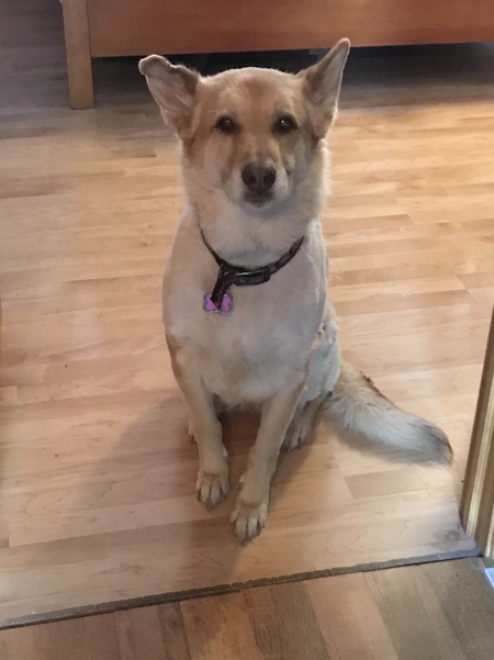 Entry image for Daisy. Clicking this image will show a larger photo