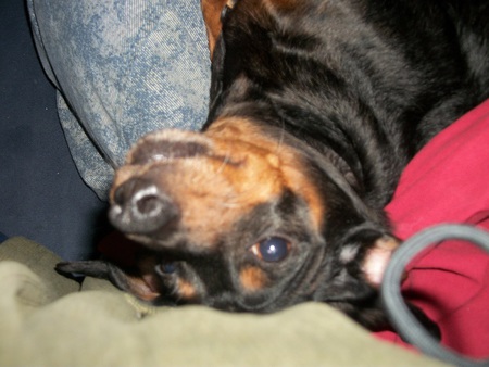 Entry image for Ollie. Clicking this image will show a larger photo