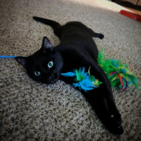 Entry image for Jinx . Clicking this image will show a larger photo