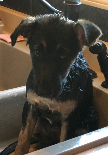 Entry image for Maggie. Clicking this image will show a larger photo