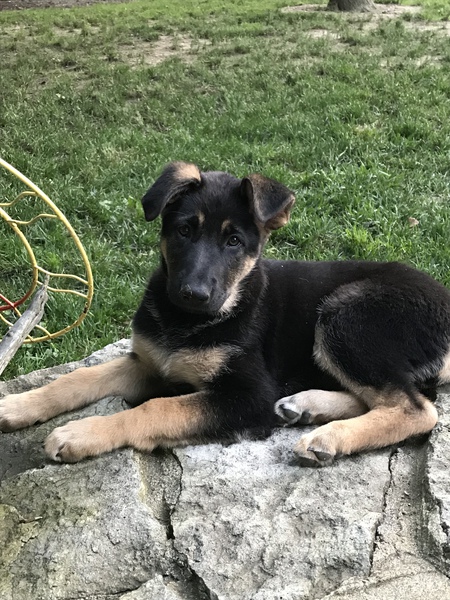 Entry image for Maggie. Clicking this image will show a larger photo