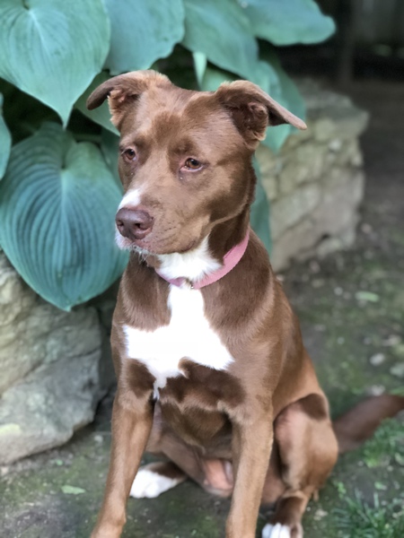 Entry image for Lucy . Clicking this image will show a larger photo
