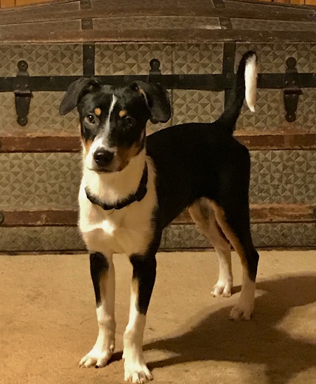 Entry image for Pippa . Clicking this image will show a larger photo