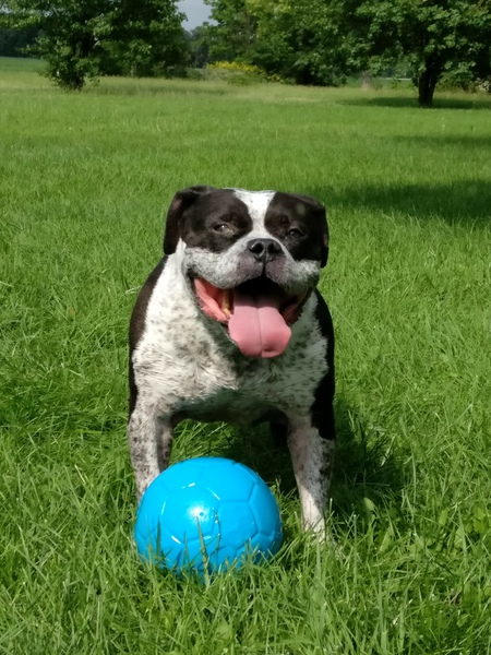 Entry image for Gunny. Clicking this image will show a larger photo