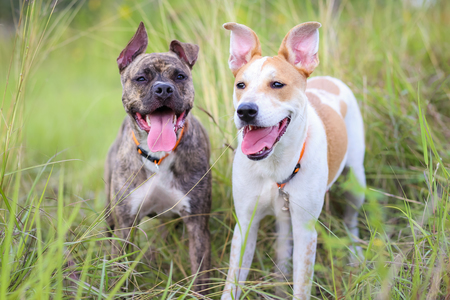 Clementine and Jersey