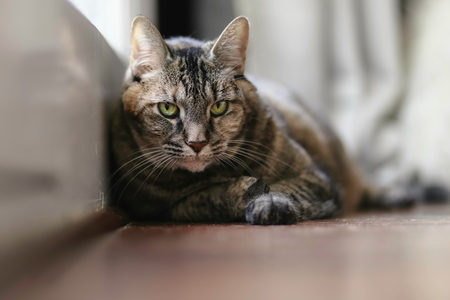 Lulu