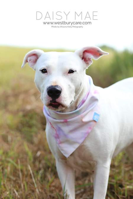 Daisy Mae