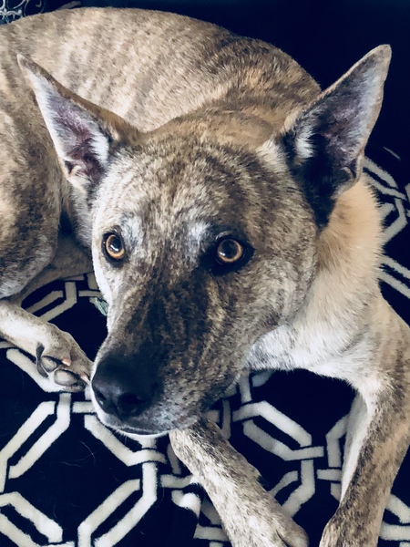 Camo