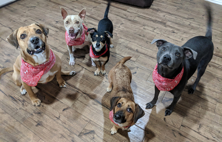 L-R: Shenanigans, Heaven (foster), Kirby, Janey (foster), Barkley (foster)
