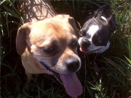 Honi & Beansie