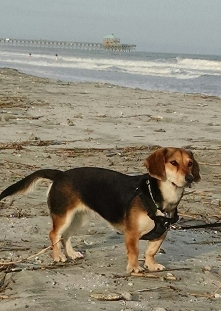 Lila