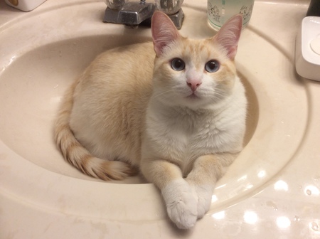 Merlin