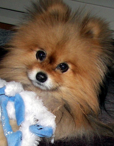 Kenzi