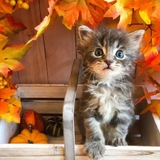 Entry image for Skye