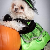 Entry image for Egg Roll (Eggie) Smith