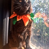 Entry image for Oosta