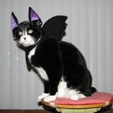 Entry image for Link The Cat 