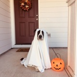 Entry image for Gunnar