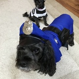 Entry image for Sadie & Luci(Luci is from Safehaven)