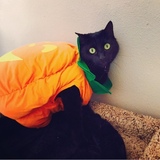 Entry image for Raven