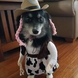 Entry image for Stella