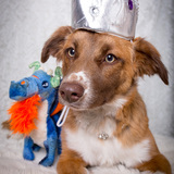 Entry image for Sharona