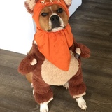 Entry image for Penny