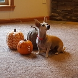 Entry image for Stella