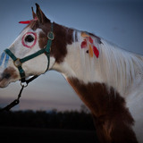 Entry image for Aur Ace High