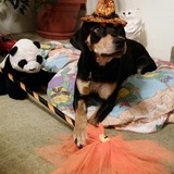 Entry image for Lucy