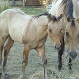 Entry image for Poco Queen of Diamonds & Neala