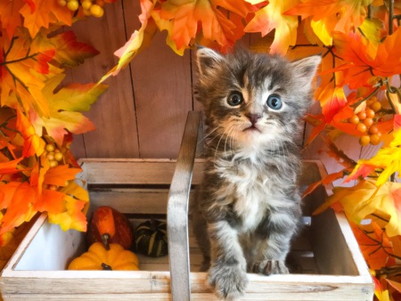 Entry image for Skye. Clicking this image will show a larger photo