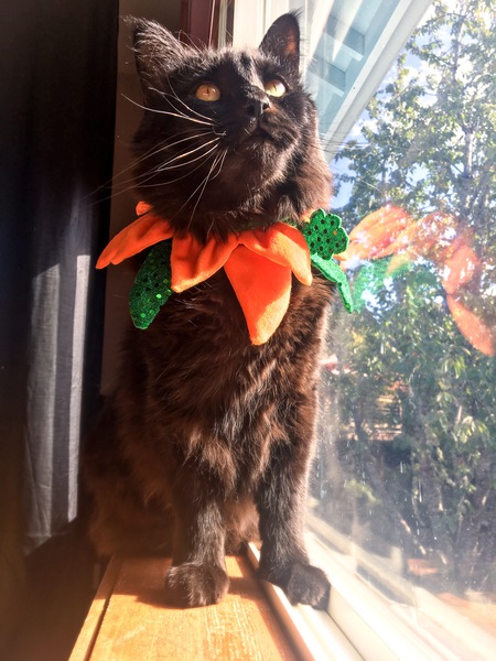 Entry image for Oosta. Clicking this image will show a larger photo