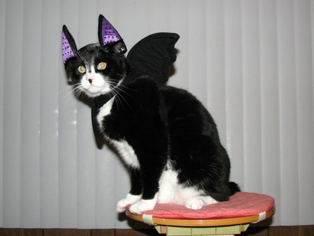 Entry image for Link The Cat . Clicking this image will show a larger photo