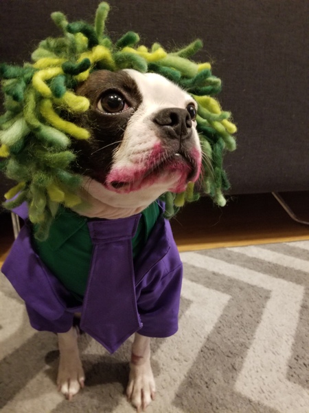 Entry image for Daisy. Clicking this image will show a larger photo