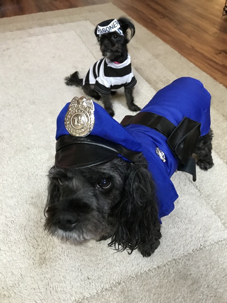 Entry image for Sadie & Luci(Luci is from Safehaven). Clicking this image will show a larger photo