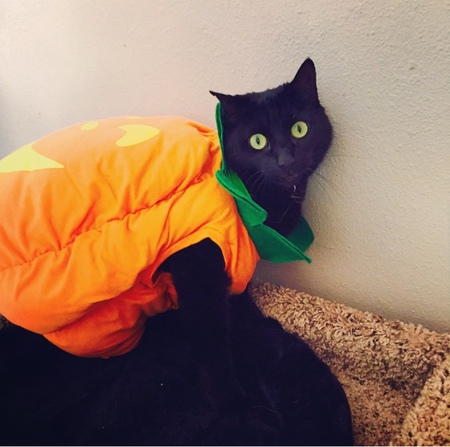 Entry image for Raven. Clicking this image will show a larger photo