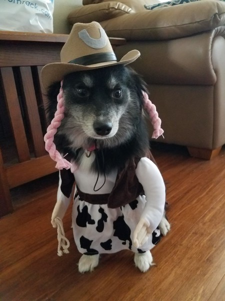 Entry image for Stella. Clicking this image will show a larger photo