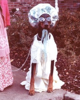 Entry image for Springhill's Warlock Witch . Clicking this image will show a larger photo