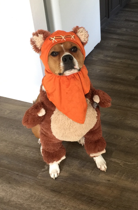 Entry image for Penny. Clicking this image will show a larger photo