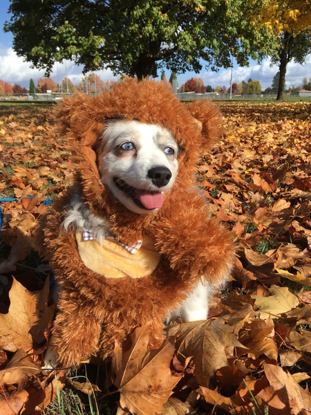 Entry image for Lily. Clicking this image will show a larger photo