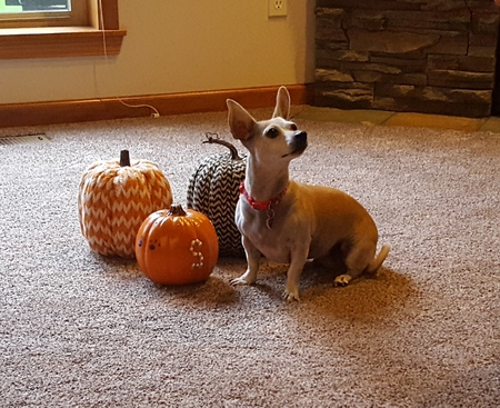 Entry image for Stella. Clicking this image will show a larger photo