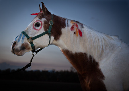 Entry image for Aur Ace High. Clicking this image will show a larger photo