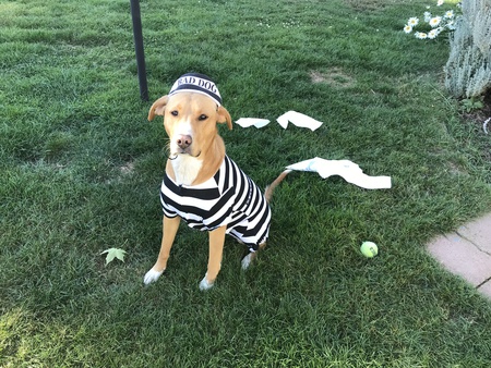 Entry image for Luna. Clicking this image will show a larger photo