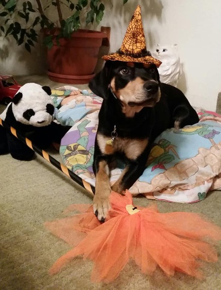 Entry image for Lucy. Clicking this image will show a larger photo