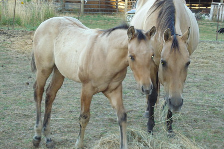 Entry image for Poco Queen of Diamonds & Neala. Clicking this image will show a larger photo